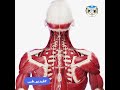 عضلات الرقبة العميقة 