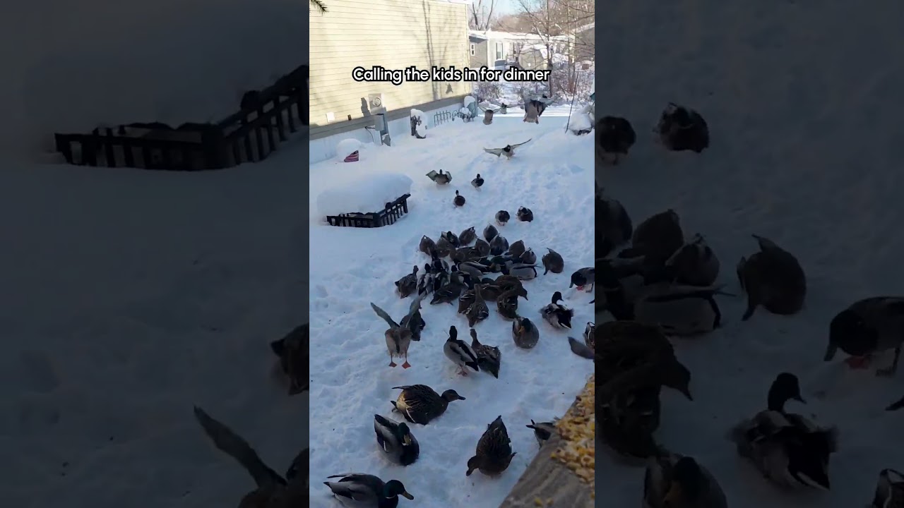 Разве они не очаровательны?