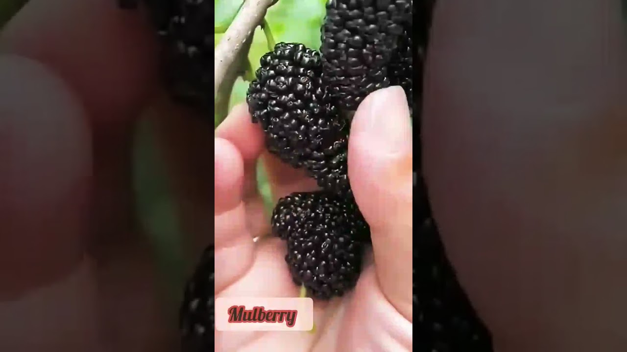 #fruit