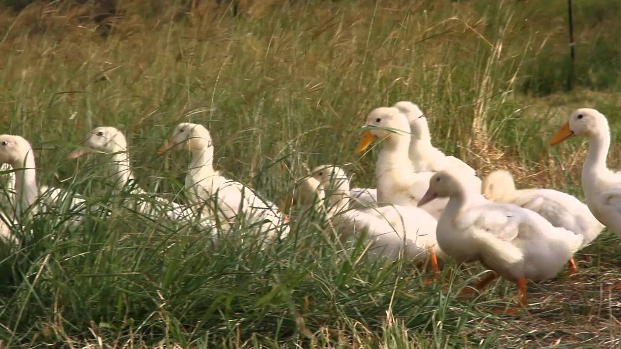 Free Range Pekin Ducks YouTube Free Range Pekin Ducks YouTube