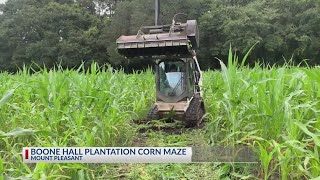Boone Hall corn maze to open this weekend
