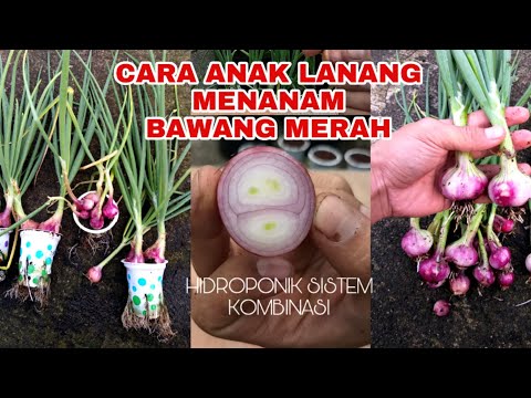 Video: Cara Menanam Set Bawang