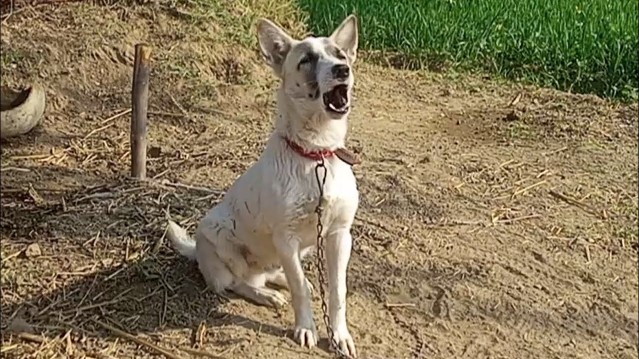 Noises To Make Dogs Go Crazy Aggressive Dog Barking Sound Dog