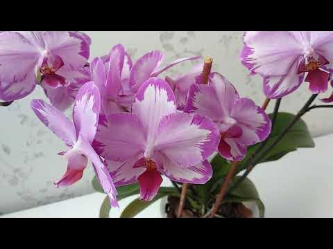 Орхидея тоши фото