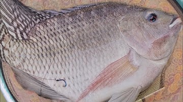 Câu đài tự nhiên hồ trị an mồi khoai lang trứng kiến đụng hàng lên cá rô phi khủng | câu cá tự nhiên