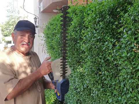 ياسمين زفر هو من اجمل المتسلقات دائم الخضار قابل للتشكيل والتقليم جنتي حديقتي