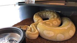 update on my 2018 Ball Python Breeding Season Net Worth
