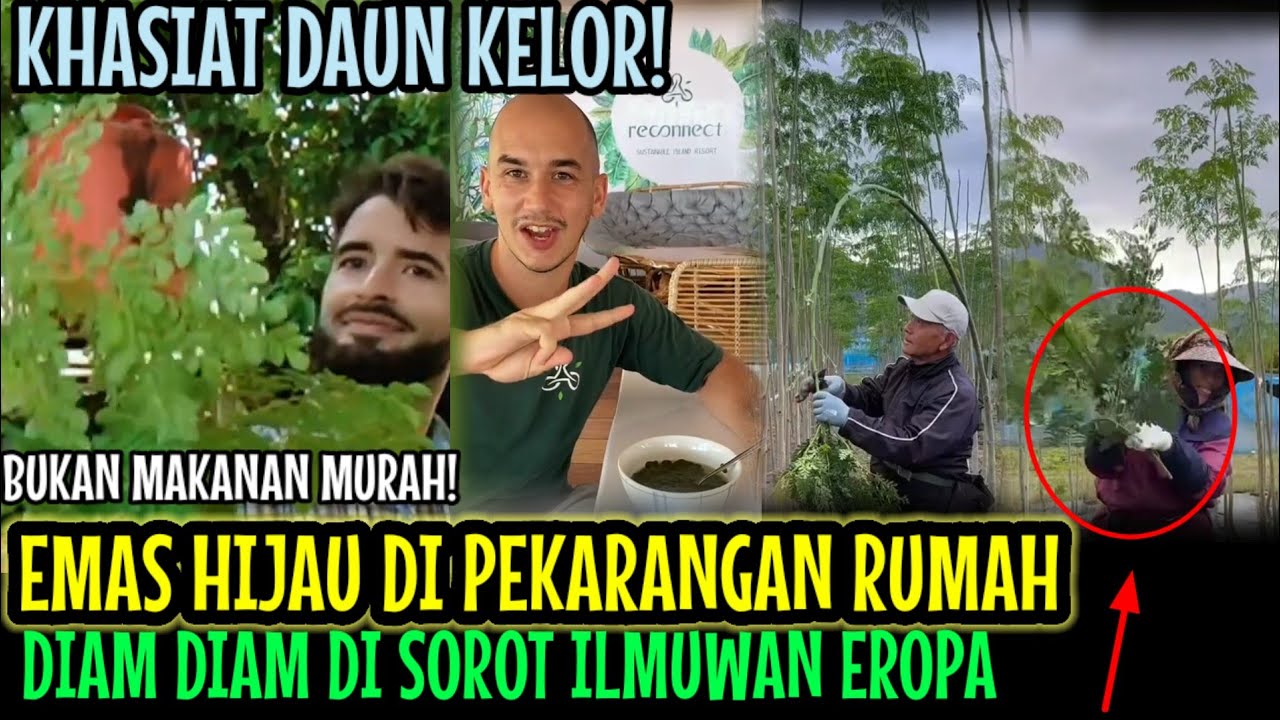 Листья моринги лишили европейских ученых дара речи.