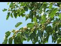 Шелковица белая(Тутовник белый), осенняя обрезка(White mulberry, autumn pruning)