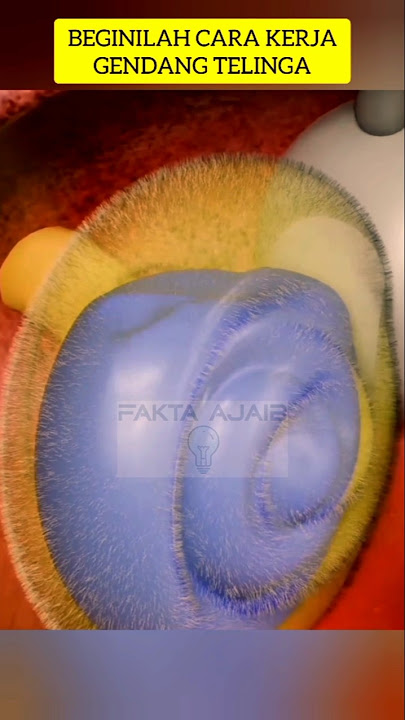 Ternyata begini proses kita bisa mendengar suara #facts #faktamenarik #telinga #mendengar #infounik