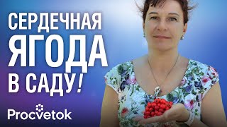 видео: ЯГОДА №1 ДЛЯ СЕРДЦА! Готовим настойку, целебную пастилу и масло из боярышника картинка: ЯГОДА №1 ДЛЯ СЕРДЦА! Готовим настойку, целебную пастилу и масло из боярышника