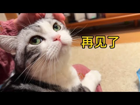 那個滿眼滿心都是我的小貓，去世了！