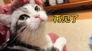 那個滿眼滿心都是我的小貓，去世了！