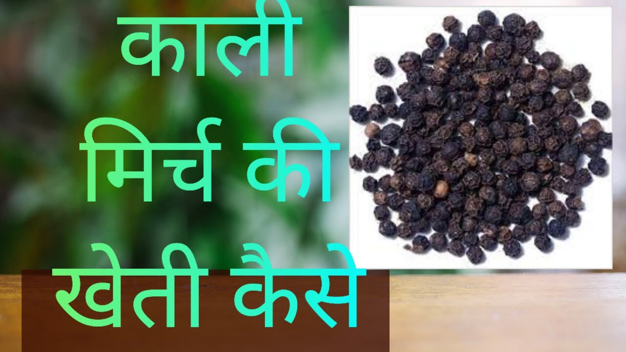 काली मिर्च की खेती Black Pepper farming kali Mirch plant kali