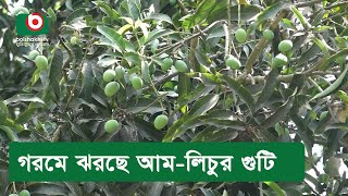 গরমে ঝরছে আম-লিচুর গুটি