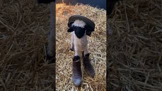 howdy there! video by @zippiesp on TT #lamb #sheep #cowboy #naturelovers #nature