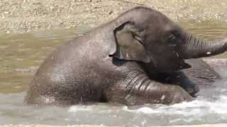 Little elephant Kyan goes swimming with his mother Indra