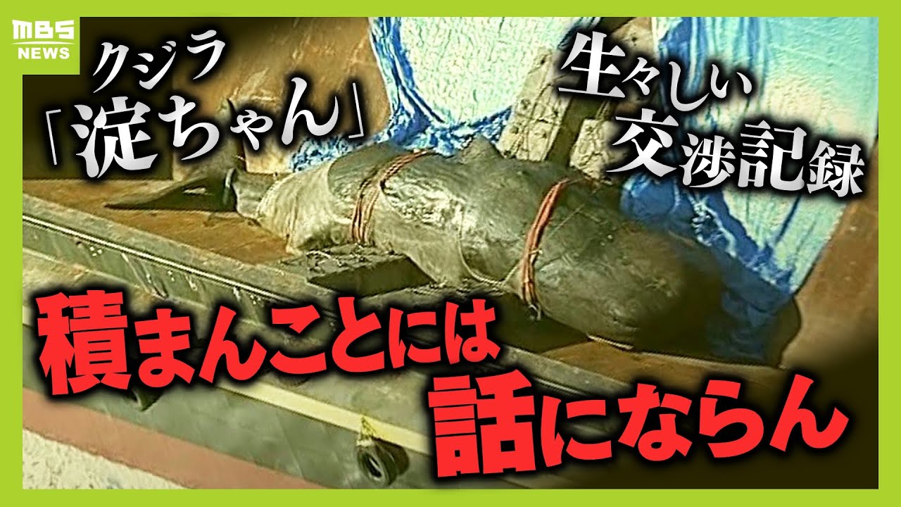 8000万円で持っていくべき」淀ちゃん処理費めぐり“担当でない課長”が