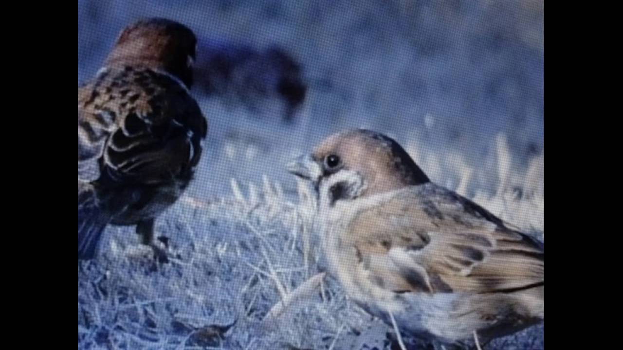 すずめのこ 小林一茶俳句・坂本龍一作曲 Baby sparrow - YouTube