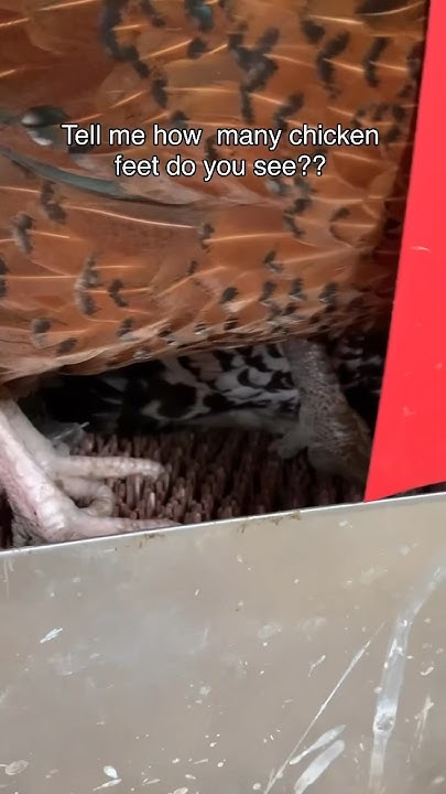our-chickens-sharing-their-communal-nest-box-breakfast-anyone-youtube
