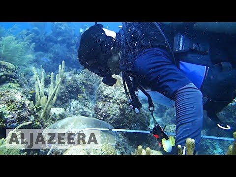 ? Ocean summit held as three-quarters of world’s reefs under threat | Al Jazeera English