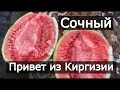 Арбуз Каристан! Сочный привет из Киргизии! Второй урожай арбуза!