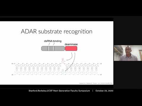 Video: Promuovere L'editing Dell'RNA Tramite L'attrazione Di ADAR