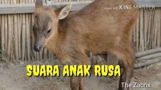 Suara Anak rusa (the zabrix)