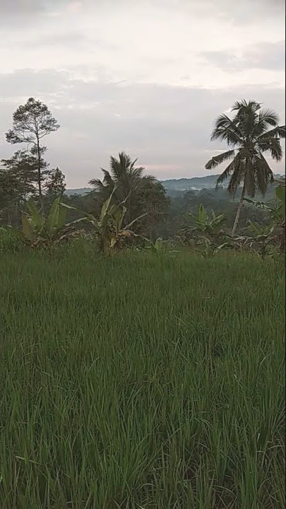 suasana pagi hari di pedesaan