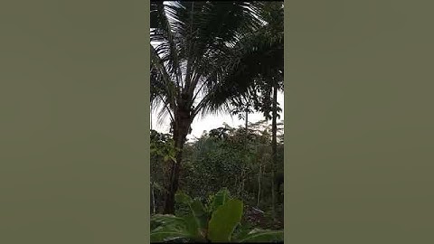 Deep In The Ravine Garden Rain Forest, Pacitan Regency, East Java, Indonesia, 2024