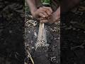 Making Fire inthe Jungle with a Fire plow #primitivefirelighting #bushcraft