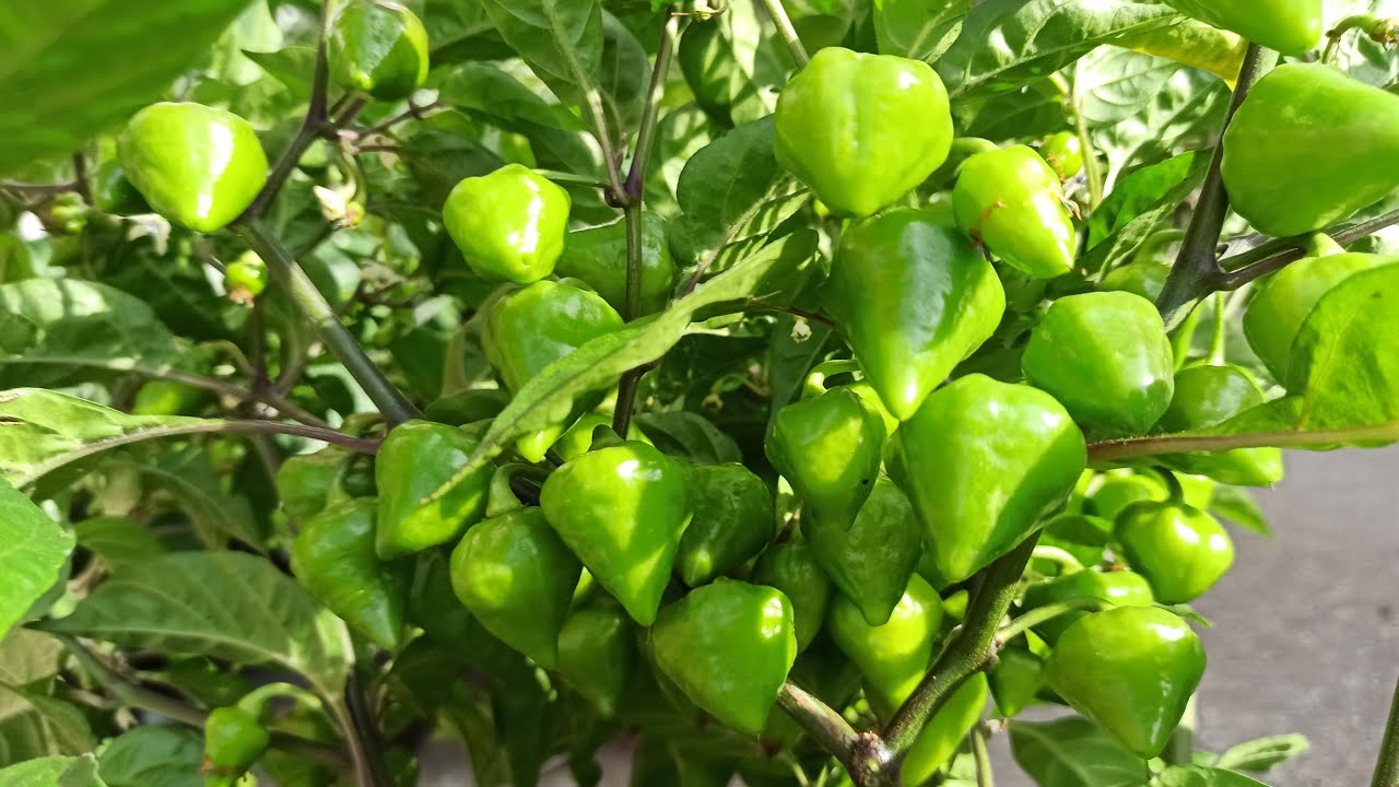 Chili-Ernte im September: Diese Sorten sind jetzt reif