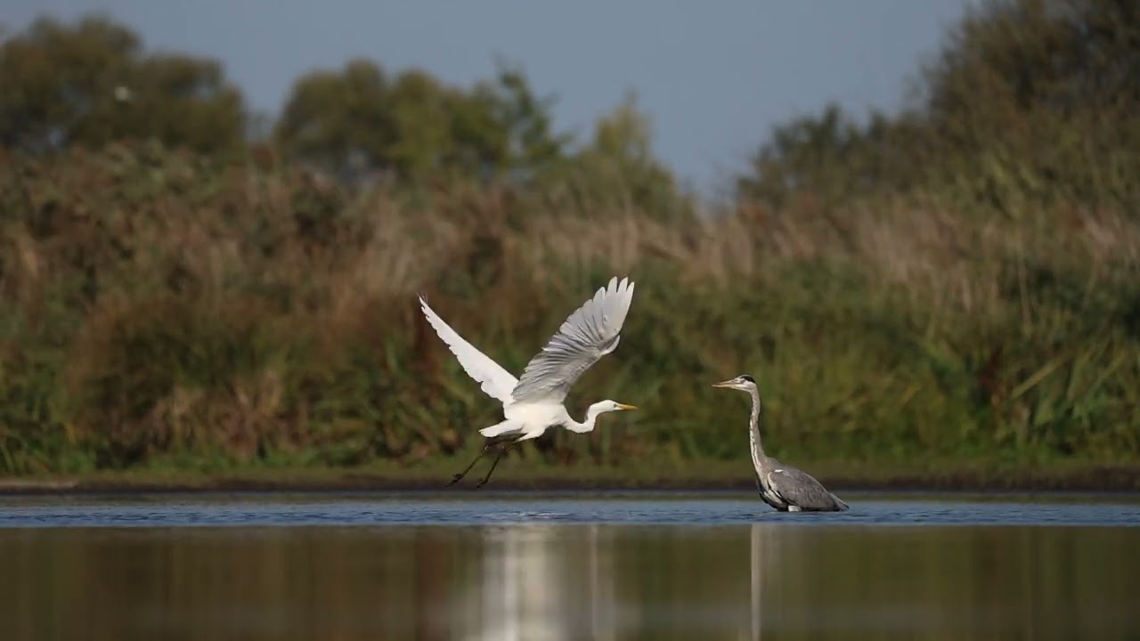 Ardea cinerea & Egretta Alba / in Brandenburg
