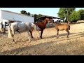 Los potros defensores de las yeguas - Yeguada Juan Díaz Navarro