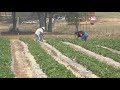 Drought impacting South Carolina farmers