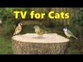 Cats love cat tv   for cats to watch birds extravaganza