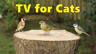 Cats Love Cat Tv  ~ Video For Cats To Watch Birds Extravaganza