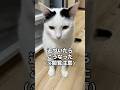 カメラに連続猫パンチする保護猫がこちらです…