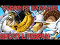How Lucci and Kaku made it into CP0 - One Piece Theory
