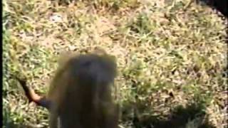 Ken The Pimp Part 1 Rofl Tube