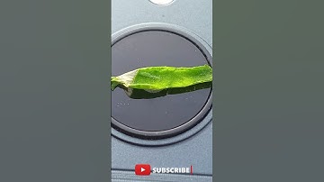 Leaf Zoom Result😱|| Zoom Zooming ||#shorts #experiment.