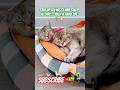 SLEEEP ALL DAY KITTY 🐱 #shorts #viral #trending #youtubeshorts #viralvideo #funny #comedy #ytshorts