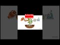 Ancient organic fertilizer to improve degraded soil system #ancientknowledge  #Kunapajala