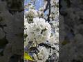 Spring in Kashmir | #spring #shorts #trending #nature #flowers