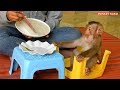 Baby Monkey Kako Very Like To Eat Jelly That Lovely Mom Cooking For Him