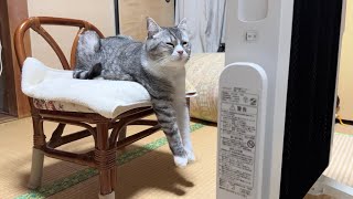 部屋の真ん中にヒーターを置いたら寒がりな猫がこうなってました…笑