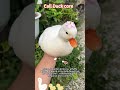 call duck core #tiktok #fyp #funny #animals #callducks