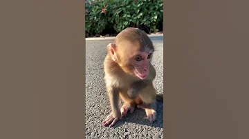 ASMR Baby Monkey Whistle Sound Short 