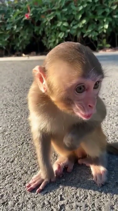 #ASMR #Suara Peluit Bayi Monyet #Pendek