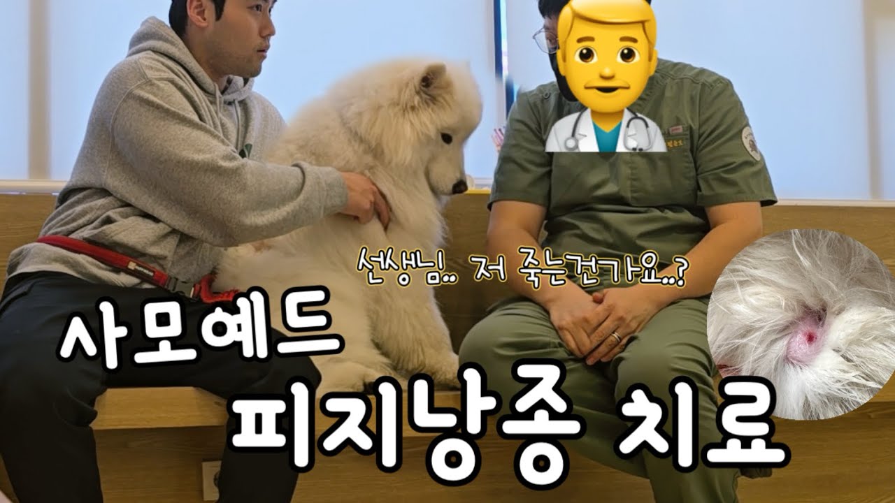 선생님.. 저 죽는건가요..? 피지낭종 제거하기 